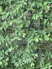 Enkianthus perulatus