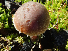 Psathyrella pennata