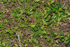 Crassula mataikona