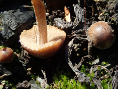 Psathyrella pennata