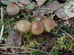 Mycena plumipes