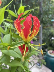 Gloriosa