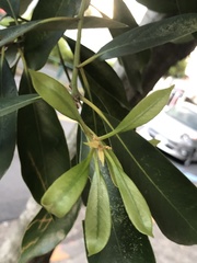 Lithocarpus edulis