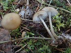 Mycena plumipes