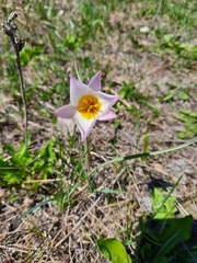 Tulipa patens