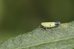 Nephotettix nigropictus