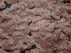 Steccherinum collabens