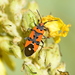 Pentatomomorph Bugs - Photo (c) Kostas Zontanos, some rights reserved (CC BY-NC), uploaded by Kostas Zontanos