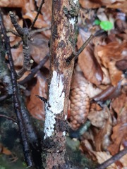 Exidiopsis calcea