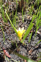 Cyrtanthus breviflorus