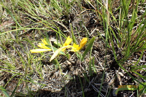 Image of Cyrtanthus breviflorus by no rights reserved