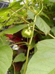 Passiflora foetida