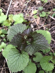 Alliaria petiolata