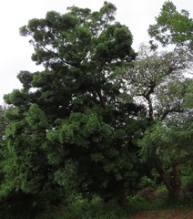 Afrocarpus falcatus
