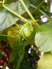 Passiflora foetida