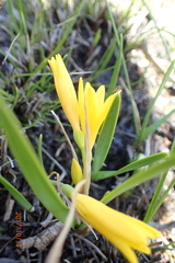 Cyrtanthus breviflorus