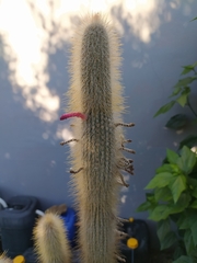 Cleistocactus
