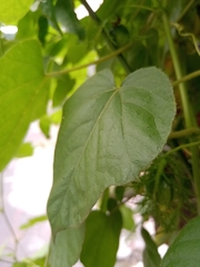 Passiflora foetida