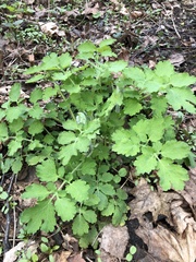 Chelidonium majus