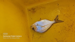 Rhabdosargus holubi