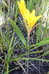 Cyrtanthus breviflorus