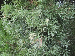 Afrocarpus falcatus