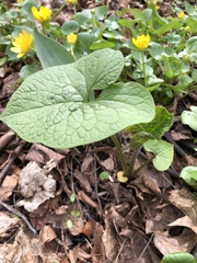 Brunnera sibirica