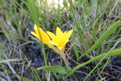 Cyrtanthus breviflorus
