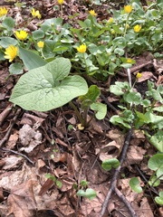 Brunnera sibirica