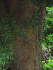 Afrocarpus falcatus