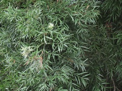 Afrocarpus falcatus