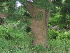 Afrocarpus falcatus