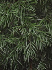 Afrocarpus falcatus