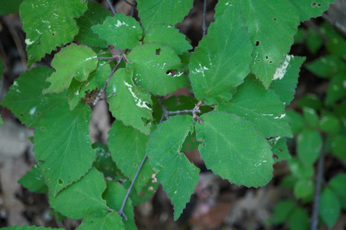 Viburnum erosum iNat (3)