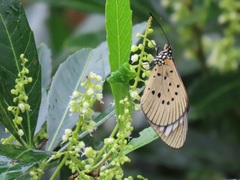 Allophylus natalensis