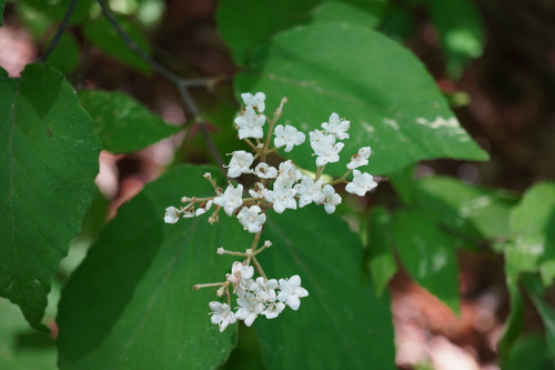 Image of Viburnum erosum by no rights reserved