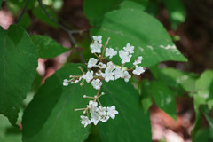 Viburnum erosum