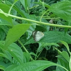 Appias epaphia epaphia