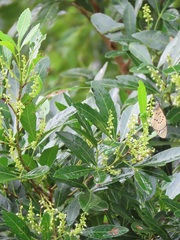 Allophylus natalensis