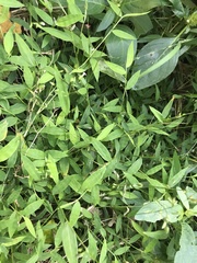Pseudechinolaena polystachya