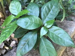 Pseuderanthemum subviscosum