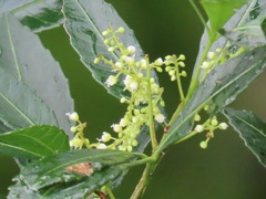 Allophylus natalensis