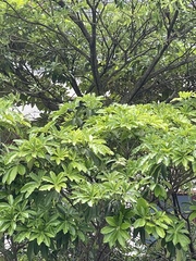 Alstonia angustifolia