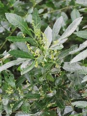 Allophylus natalensis