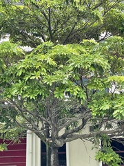 Alstonia angustifolia