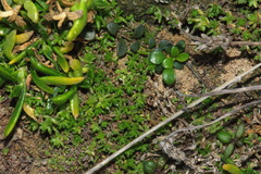 Crassula mataikona