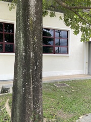 Alstonia angustifolia