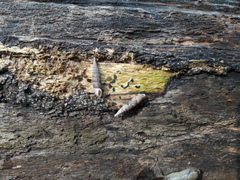 Alinda biplicata