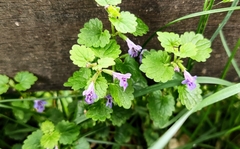 Glechoma hederacea