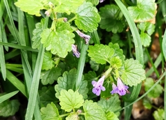 Glechoma hederacea